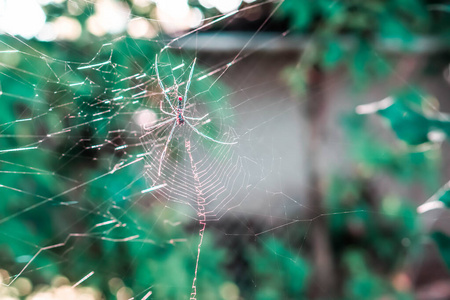 wild spider in nature 