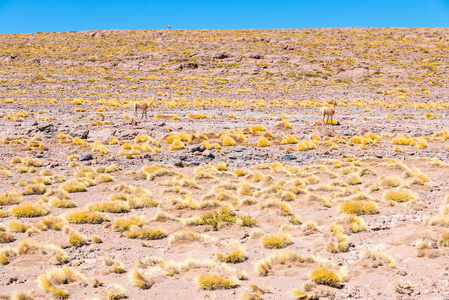 智利阿塔卡马沙漠瓜纳科斯