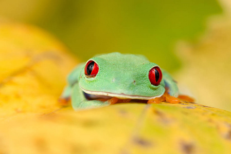 美丽的 可爱的 红眼 眼睛 特写镜头 宠物 显微照相 自然