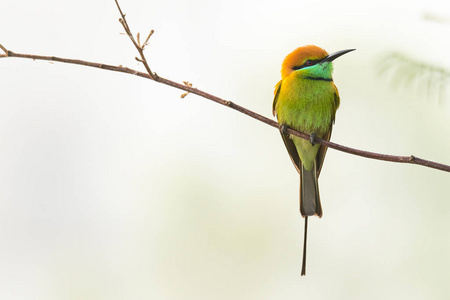 栖息在栖木上眺望远方的绿色食蜂鸟