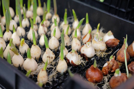 栽植郁金香花芽苗照片