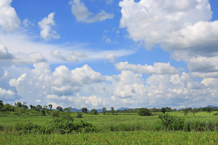 乡村 软的 荷兰 天气 泰国 风景 卷云 夏天 天空 自然
