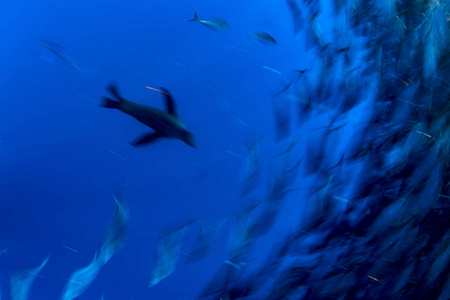 太平洋沙丁鱼诱饵球中的海狮捕猎