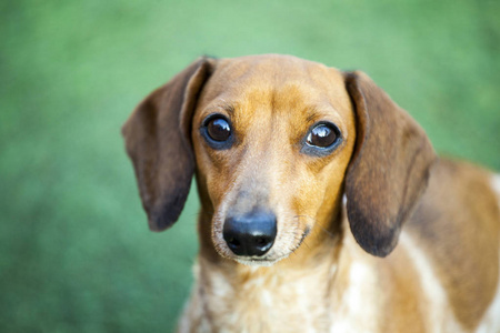 兽医 犬科动物 动物 迷你 肖像 哺乳动物 可爱的 小狗