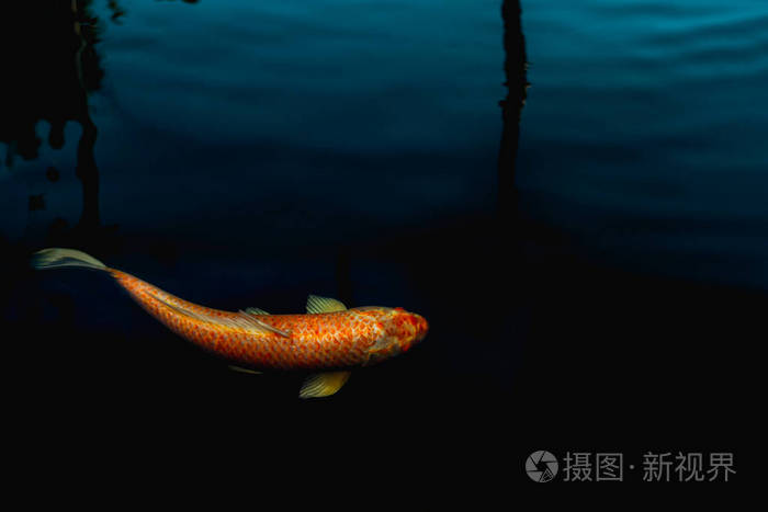 日本锦鲤鱼在池塘游泳孤立在黑色背景