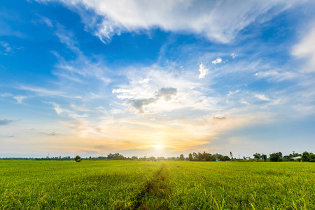 绿地环境绿地玉米田或玉米的优美环境景观照片