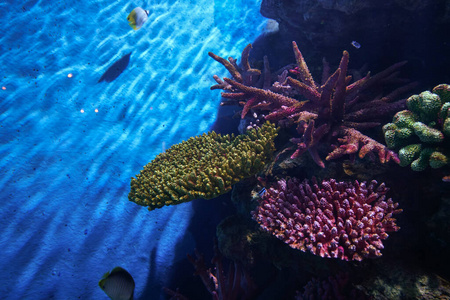 水下海洋生物珊瑚礁和鱼类