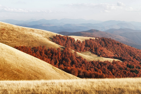 秋色如画山毛榉林