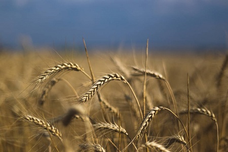 地上的小麦。植物，自然，黑麦。乡村避暑田