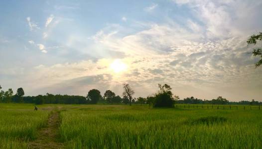 季节 国家 风景 夏天 美丽的 天空 土地 乡村 农业 植物