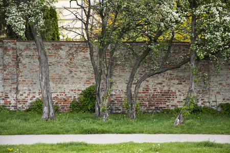 沿着绿色的小径,沿着绿色的篱笆.人们的休闲.照片