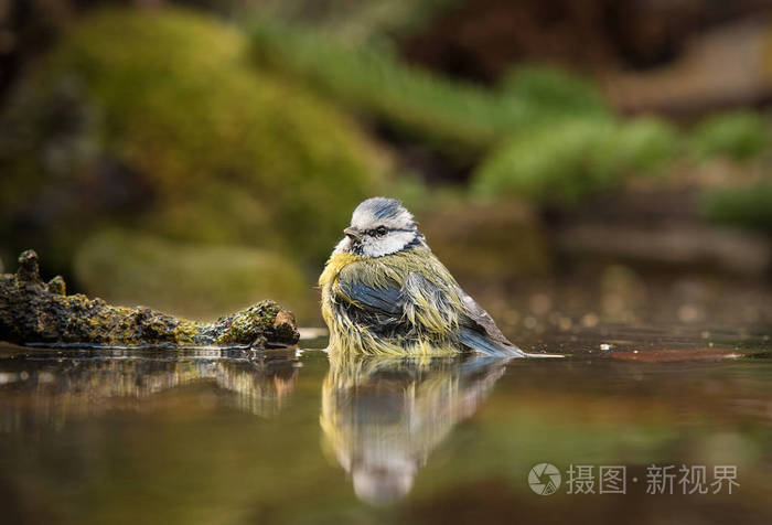 蓝山雀浴