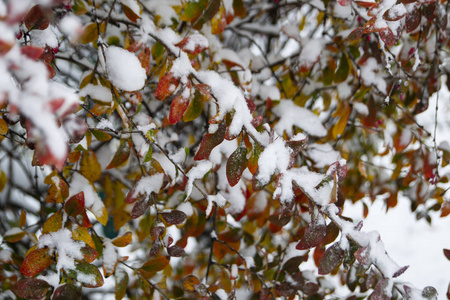 寒冷的 树叶 冬天 落下 第一 风景 自然 秋天 分支 特写镜头