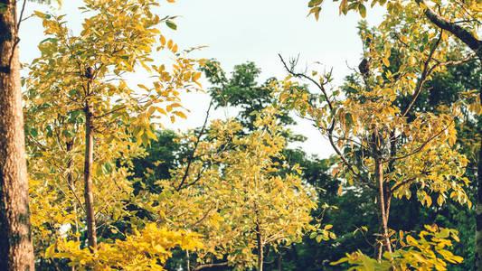 植物 十月 场景 阳光 树叶 木材 乡村 美丽的 自然 秋天