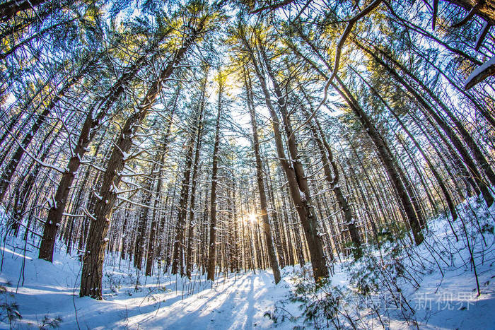 阳光普照的雪松林景