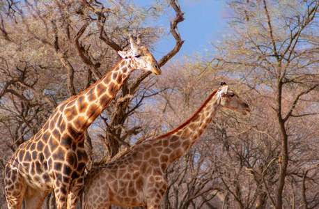 Wild african animals. Several namibian giraffes in the african s