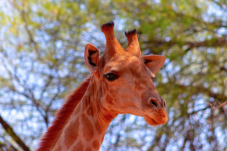 Wild african animals. Closeup namibian giraffe. 