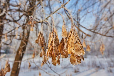 云杉树枝在森林自然墙纸背景季节秋冬冷霜颜色蓝色照片