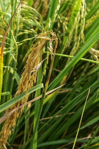 食物 自然 亚洲 稻田 谷类食品 特写镜头 植物 风景 景观