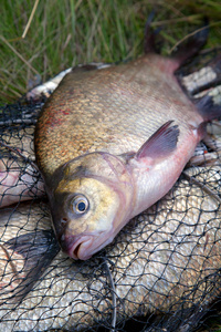 Successful fishing   big freshwater bream fish on keepnet with 