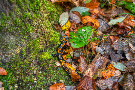  salamander lizard escaping in a leaf in autumn in nature