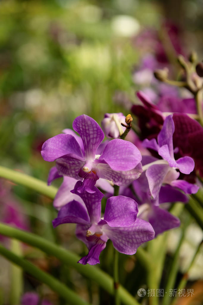 紫色万达兰花花清新特写植物紫罗兰