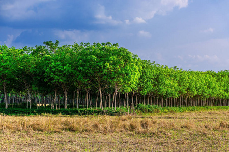 泰国乳胶枕图片