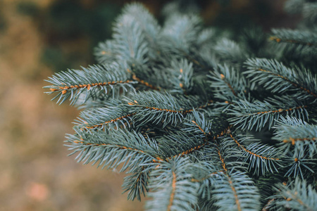 冬天 自然 森林 特写镜头 分支 针叶树 植物区系 木材