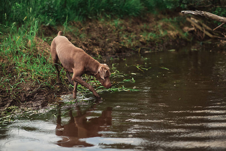 纯种威马拉犬在森林里喝河里的水