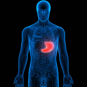 食物 空肠 器官 胆囊 解剖 信息图表 系统 消化 附录