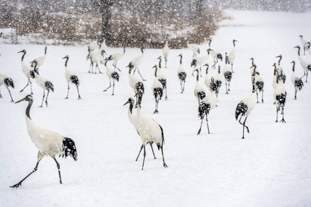 坠落 优雅 动物群 日本人 鸟类 格鲁 暴风雪 动物 亚洲