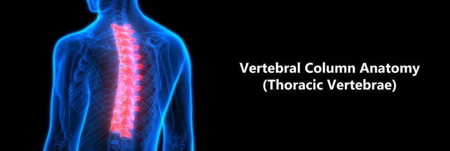 解剖学 身体 腓骨 疗法 科学 三维 骨质疏松症 健康 医学