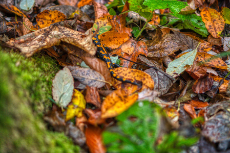  salamander lizard escaping in a leaf in autumn in nature