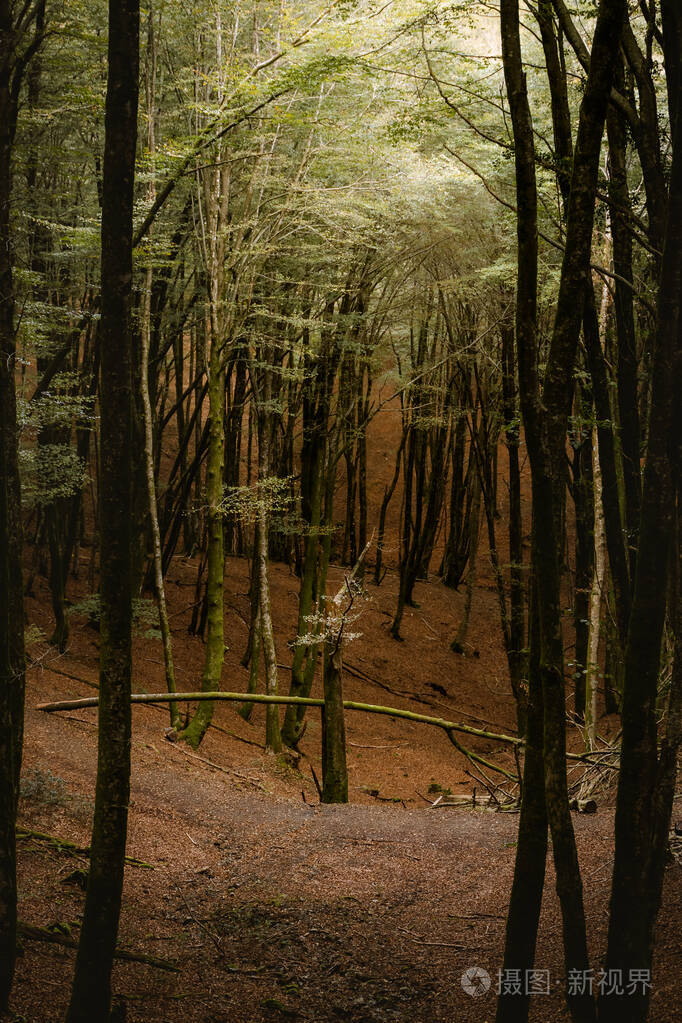茂密森林中的一棵烂树