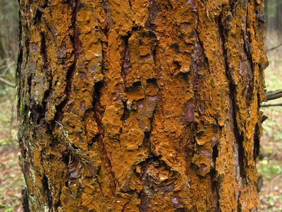 材料 木材 自然 森林 咕哝 古老的 树皮 纹理 特写镜头