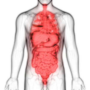 插图 医学 胆囊 信息图表 食管 男人 生物学 照顾 疼痛