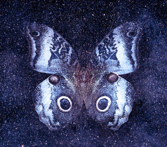 宇宙星空与蝴蝶照片