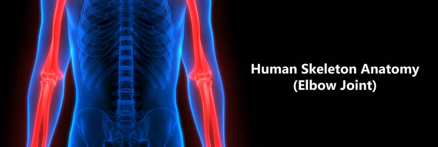 软骨 肩胛骨 照顾 肱骨 解剖 治疗 骨质疏松症 臀部 损伤