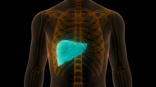 人类 解剖 治疗 健康 炎症 疾病 肝炎 生物学 身体 信息图表