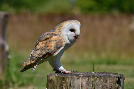 谷仓猫头鹰tyto alba