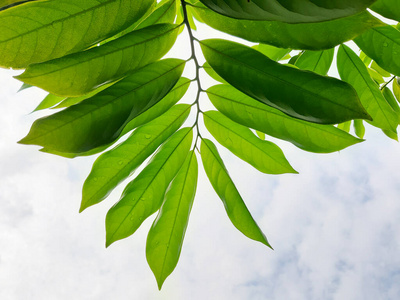 绿色模糊背景下的班达里黄花班得瑞的女人戴着传统的口罩,波斯湾海滩