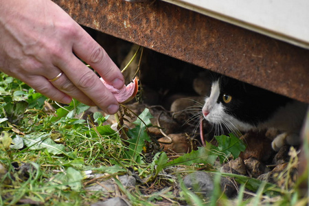 人们喂小猫香肠。街头动物问题