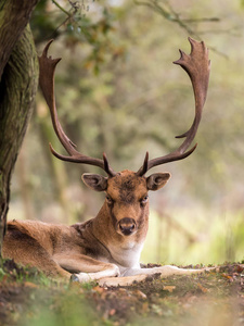公园 森林 喇叭 游猎 动物 毛皮 游戏 小鹿 国家的 哺乳动物