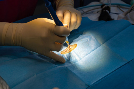 灭菌灯用电刀切开猫腹部的外科手术照片