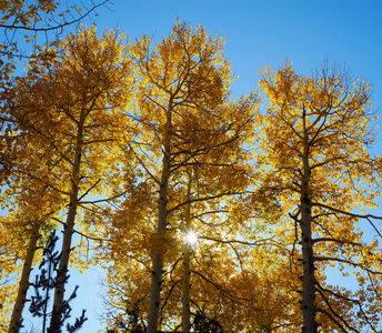 颜色 森林 白杨 木材 美女 美丽的 自然 季节 换页 树叶