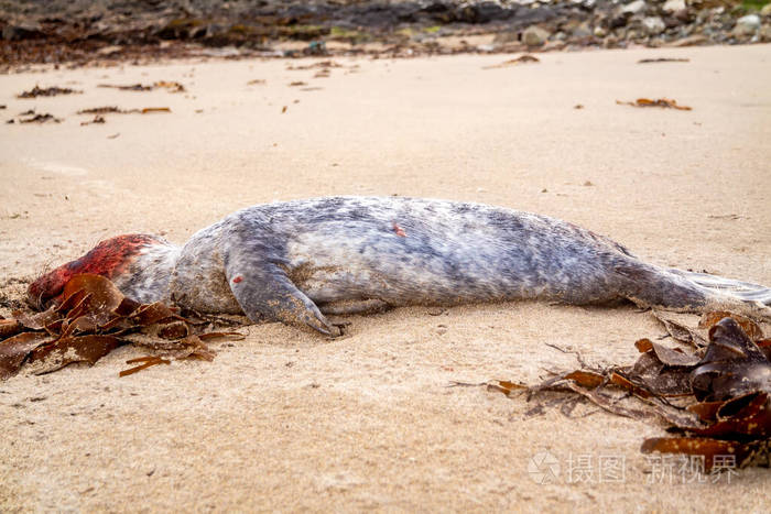 死海豹幼崽躺在岸边的波尔图多内加尔爱尔兰