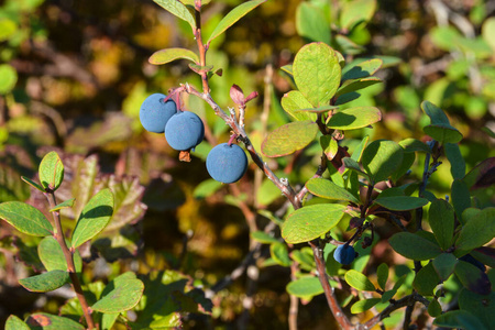 Ripe blueberries. 