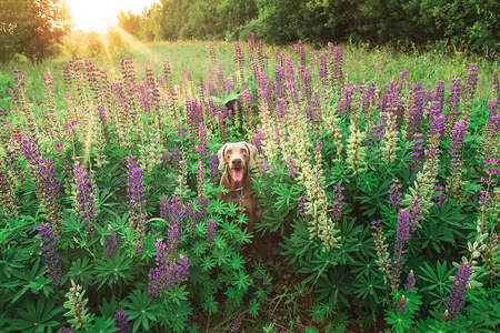 欢快的威马拉纳犬在高高的草地上打寒战