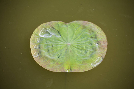 花瓣 美丽的 粉红色 花园 环境 池塘 亚洲 颜色 植物