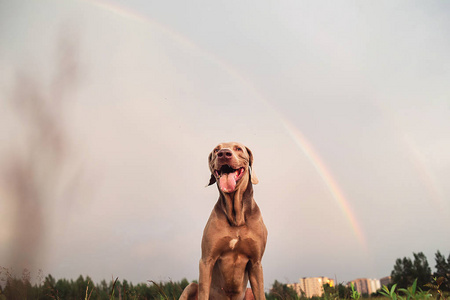 纯种威马拉犬坐在草地上的草地上